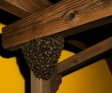 003-BP-B-PROTEC-QUANDO-DOVE